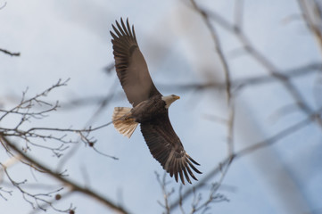 Bald Eagles Flying