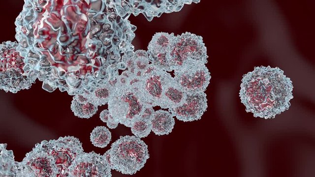 Monocyte type Leukocyte cells flowing in the blood stream.
