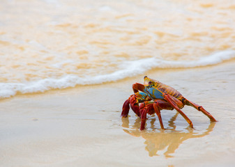 Crab on Sand Beach - Side View