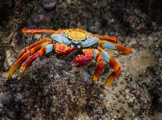 Crab Eating