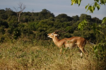 Yelling impala male