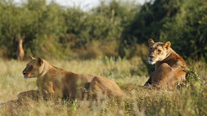 Lioness lying on the grass during afternoon rest