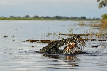 Crocodile nile fishing in river