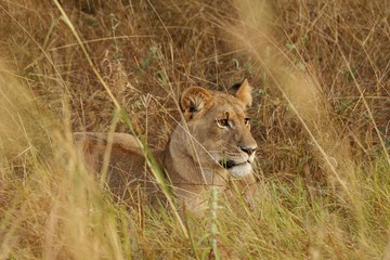 Lioness cub lying in the grass