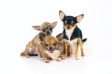 Short-haired brindle, long-haired brindle and short-haired tricolor Chihuahua dogs posing together on a white background