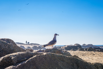 Seagull on the beach in Porto city, Portugal