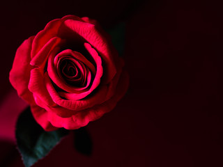 Low key of Valentines Day and love concept red rose with dark red background.