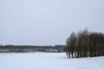 Winter landscape with a snowy forest.
