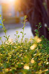 Close up of Young fresh plant growing  in cultivated agricultural field in sunlight morning time.Young sprout in spring time with sunrise. New life growth business ,Earth Day concept