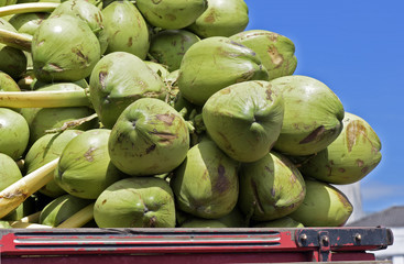 Pile of coconuts in truck bodywork