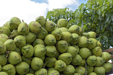 Pile of coconuts in truck bodywork © Jaboticaba Images