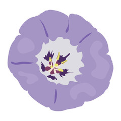 "Apple of Peru" flower petal cartoon (or Shoo-fly, Peruvian Bluebell, Apple of Sodom, Atropa Physalodes) isolated on a white background - Eps10 vector graphics and illustration