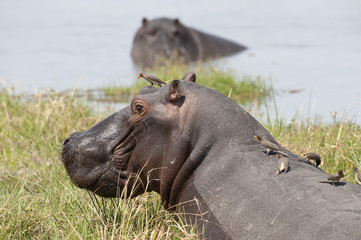 africa Botswana Okavango  delta , hippopotamus with oxpeckers