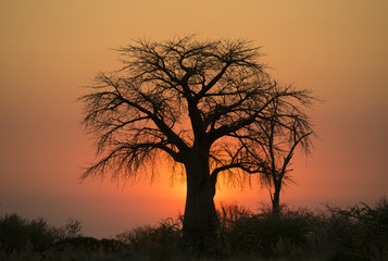 Naklejka na ściany i meble Africa, Botswana, Okavango delta, giant boab tree at sunset.