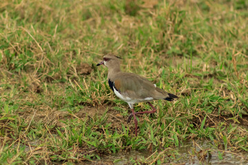 bird in venezuela