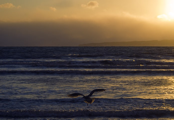 夕暮れ　海　海鳥　素材