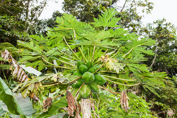 Fototapeta premium Papaya fruit on tree not ready for harvest.
