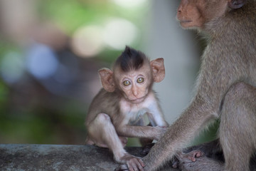 可愛いサル