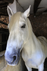 Obraz premium Biały koń w stodole.