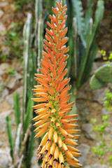 Orange Cone-Shaped Flowers Red Hot Poker. Kniphofia.