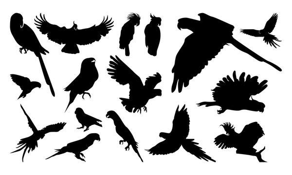 Set of Various Pose Parrot Silhouette vector