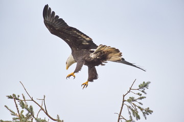 bald eagle (Haliaeetus leucocephalus) flying in for a landing.