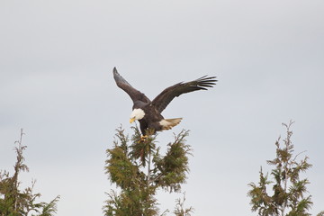 bald eagle (Haliaeetus leucocephalus) flying in for a landing.