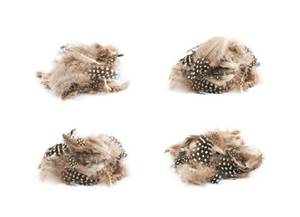 Decorational feathers isolated