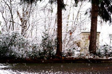 Schneefall im Hinterhof / Ein schneebedeckter Hinterhof im Winter mit Bäumen und Pflanzen während des Schneefalls.