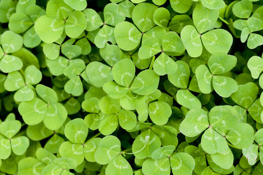 シャジクソウ属 Images Browse 179 Stock Photos Vectors And Video Adobe Stock