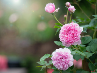 Pink roses in the garden, Chiang mai Thailand.