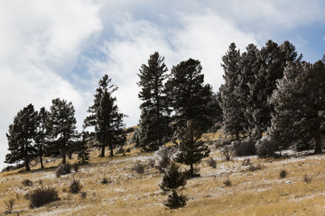 Fresh Snow Frosting the Trees