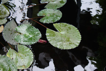 Water Lily Leaves Floating on Water