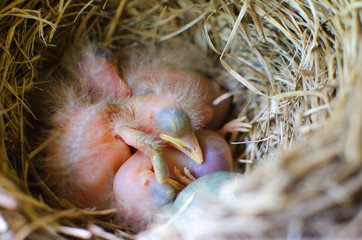 Fototapeta premium newly hatched Chicks of a Blackbird in the nest
