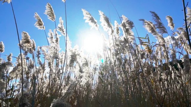 Seeing the sun and light flares through a row of moving reeds.