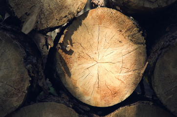 felled trees in logging