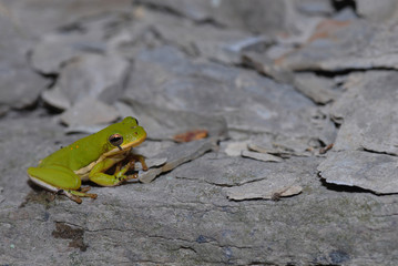 Green Tree Frog
