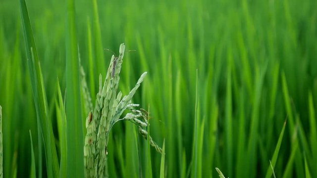 Clouse up  leptocorisa acuta or rice ear bug. the pest of rice.