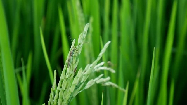 Clouse up  leptocorisa acuta or rice ear bug. the pest of rice.