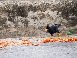 Black crow. Southern Thailand