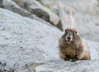 Chubby Marmot Peeks Over Rock