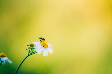 Bee with flowers