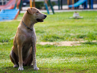 dog in garden