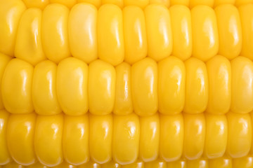 Boiled sweet corn background