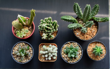 cactus in the morning light