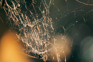 spider web background