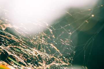 spider web background