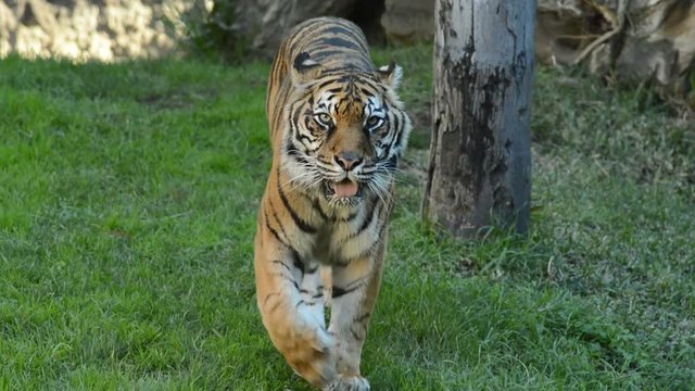 Sumatran Tiger approaching in a natural park - Panthera tigris sumatrae