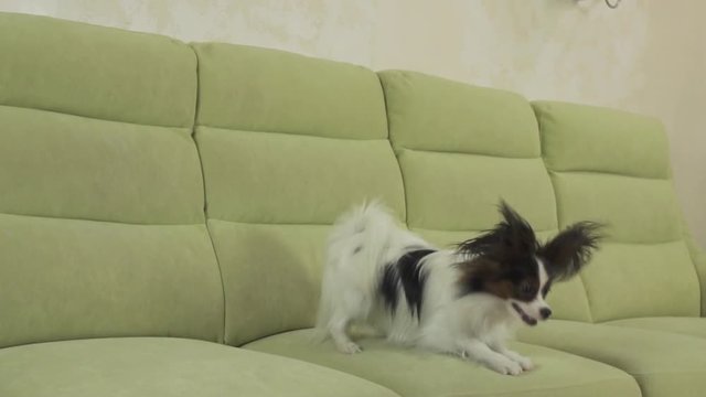Young dog breeds Papillon Continental Toy Spaniel dog catches big ball and plays slow motion stock footage video