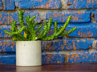 Beautiful cactus in pot.